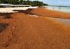 Dominican Republic plans US$9 million investment to protect beaches from sargassum