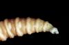 Flesh-eating screwworms feast on humans in Mexico; human cases top 500