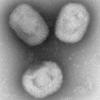 The NIH Went to the Congo and All I Got Was This Lousy Monkeypox