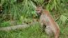 Florida’s wildlife corridor model could go national