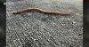 Florida wildlife app lets residents help track invasive swamp eels