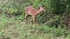 Missouri Department of Conservation shares summer tips for keeping wildlife wild (LISTEN)