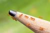 Little Fire Ants continue to spread in American Samoa