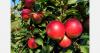 Poland seeks Philippine market access for apples