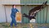 California condor spends night in the Illinois Valley during historic return to Oregon