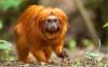 Brazil's golden lion tamarins are being smuggled overseas in cars, planes, and sailboats for up to $100,000