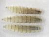 USDA reveals $25 million sterile fly facility with reopening of Arizona port 