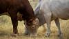 First US screwworm case confirmed in South Texas