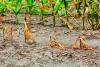 Trinidad tightens restrictions as drought intensifies