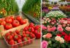 Armenia exported approximately 800 tons of fruits and vegetables, and several tons of flowers from June 19 to 21