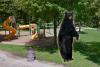 There’s A Bear Named Todd Roaming Around This Minnesota Town