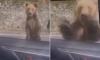 Moment screaming tourist is mauled by enraged bear which tries to drag him out of his car after he threw it some food