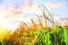 Kansas crop progress, condition reported as of August 30