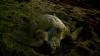 First olive ridley sea turtle nest in Florida. What we know 