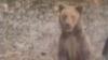Wild bear attacks tourist after smashing car window and trying to drag him out