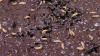 Sscrewworm case investigated in Texas. Is there a risk in Michigan?