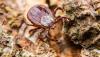 Pittsburgh ticks carry Lyme disease. How bad are rates this year?