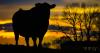 Falkland estate  issues statement over failed inspection and culling 271 cattle