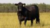 271 cattle to be culled as Fife farm fails to meet regulations