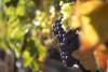 How one French wine region manages to keep prices steady