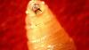Flesh-eating parasite confirmed in US. How close is it to Ohio?