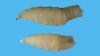 USDA confirms presence of flesh-eating screwworm in Texas