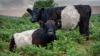 Fife farm to slaughter 271 untraceable cattle