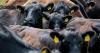 Farm owners ‘devastated’ at having to mass-cull 271 cows amid ‘serious failures’