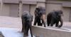 NGO calls for Bukit Aman task force to probe transfer of elephants to Japan