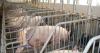 Pig Livability Project secures $1.6M for swine mortality research