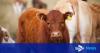 Farm owners ‘devastated’ at slaughter of 271 ‘unidentifiable and untraceable’ cattle