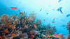 Study warns of risks to Jamaica’s marine ecosystems from oil exploration