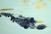 Florida man sues airboat company after alligator bites his face