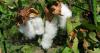 Where was cotton domesticated? Messy genetics dishes up surprising answer