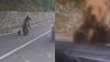 Tourist Needed Emergency Surgery After a Bear Tried to Yank Him Through His Car Window