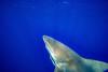 Florida still leads the U.S. in shark bites, 11 bites in 2025