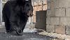 Alpine shelter welcomes American black bear from Minnesota