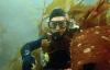Save Our Endangered Kelp Forests