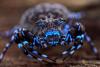 Glowing blue spider along with dozens of unknown species uncovered in Angola highlands