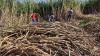Reunion Island: Over 6 million euros paid to sugarcane growers for the 2025-2026 season