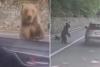 The heart-stopping moment a bear attacks screaming tourist who made foolish ‘mistake’ in beast’s territory