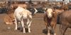Texas confirms first New World screwworm case in decades; concerns grow for livestock and wildlife