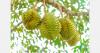 China expands durian cultivation trials in Yunnan