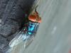What to know about New World screwworm, its reappearance in the US and the threat to the cattle industry