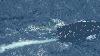 Overcrowded migrant vessel with 240 people on board intercepted near Turks and Caicos