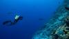 Ujelang Atoll shows signs of recovery after decades of nuclear exile - scientists