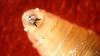 Rare Flesh-Eating Parasite Confirmed in Texas For First Time Since 1966