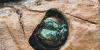 Texas A&M Forest Service detects Emerald Ash Borer in five new counties