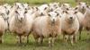 Algeria opens market to US sheep imports amid livestock shortages