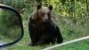 Tourist Bitten By Bear After Feeding It From Car Window While Driving Through Romania